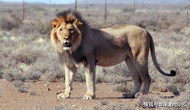原创现存非洲最大的猫科动物,克鲁格狮能不能打赢东北虎?