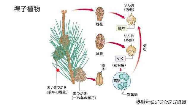 原创明明满大街都是银杏树,为什么银杏比大熊猫还要濒危?