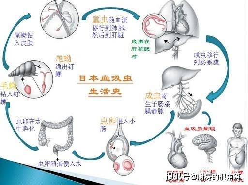 原创血吸虫:曾攻陷中国多省,毁灭1362个村庄,仍有2.29亿人深受其害