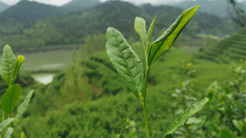 都深受千岛湖的珍稀山水滋养,他们也有一个共同的名字,叫做"千岛湖茶"