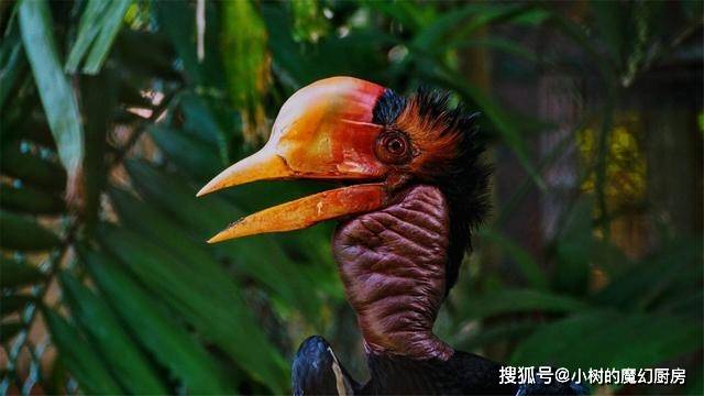 盔犀鸟:头骨深受贵族的追捧,被称为"鹤顶红",价格比黄金还贵