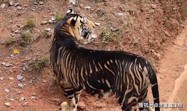 原创印保护区发现一只罕见黑虎谁知道历史上我国也发现过黑虎