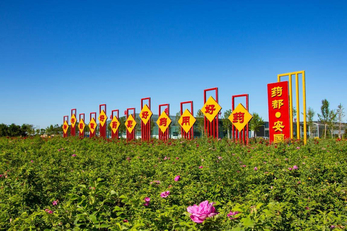 湖西侧的润肺园中种植了一片银杏林,再晚些日子