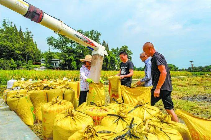 在万春镇和林村,村民正在收割水稻 张志强供图