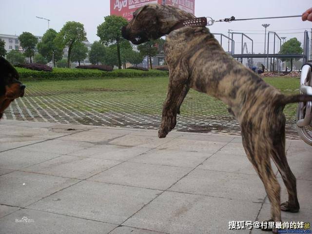 犬中老虎菲勒犬曾以猎豹为食被用来抓捕奴隶现被多国禁养