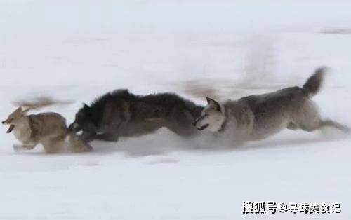 百年间郊狼的生境扩大了40远超同域的肉食者或将进入南美