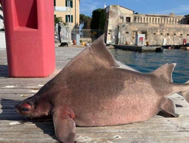 原创意大利出现变异非地球生物猪脸鲨鱼身原来是尖背角鲨