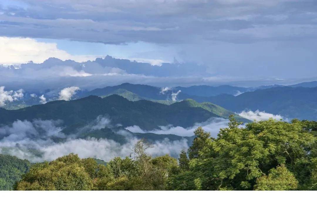 干货分享易武古茶山高山寨古茶园茶山行