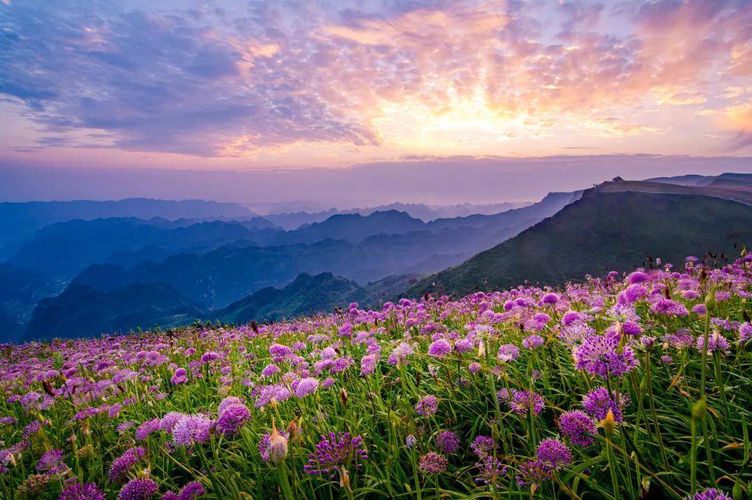 韭菜坪花海 图源/毕节市文化广电旅游局