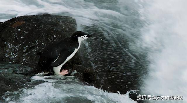 原创企鹅们每一次出海和回归,都要经历生死的考验,但它们却毫不畏惧