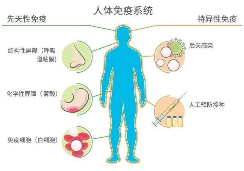 一篇文章带你全面了解人体免疫系统!