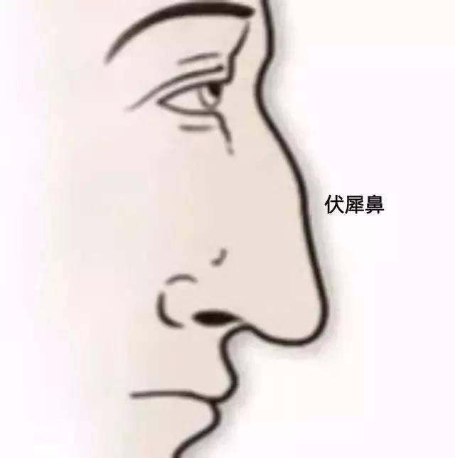 02 龙鼻的特征为,长大,方正,挺直,丰满,鼻梁高直,准头圆而齐正,鼻翼丰