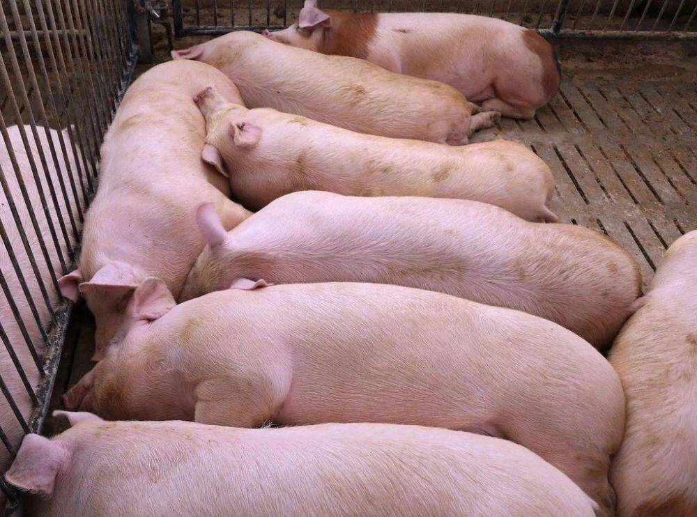 2. 猪传染性胸膜肺炎.