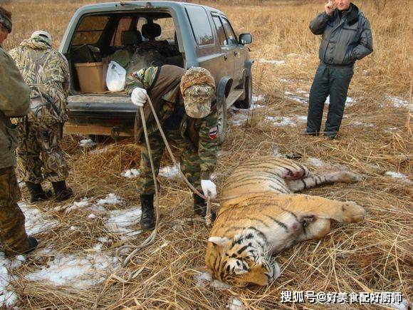 全球老虎日,扒一扒老虎被人类猎杀的残忍历史