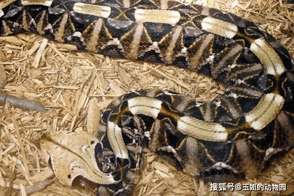 世界上最胖的毒蛇,加蓬咝蝰究竟有多恐怖?又能否与眼镜王蛇一战
