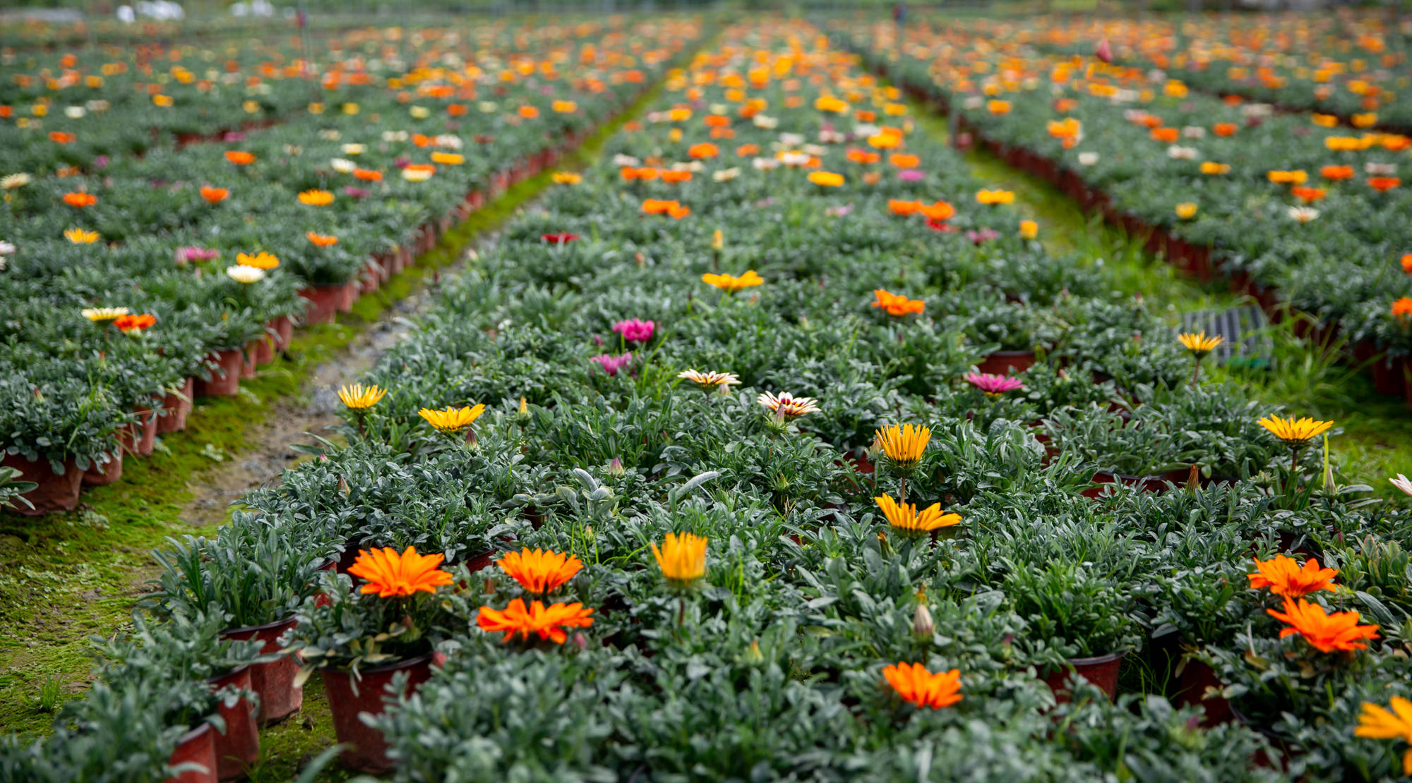原创彭州丽春镇大力发展花卉种植产业抢占花镜市场