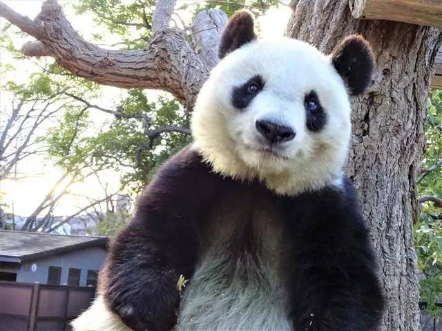 日本究竟有多痴迷大熊猫?