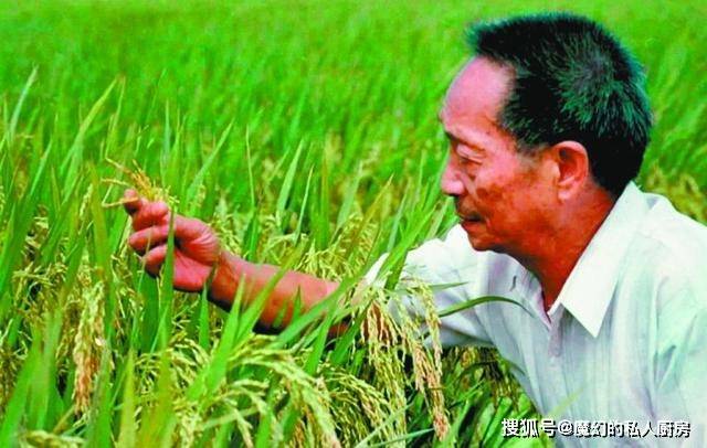 原创袁隆平发现一株茁壮野稻经过培育后却发现它们根本当不了种子