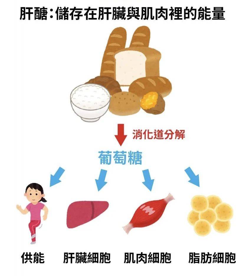 一般来说,有氧运动会首先消耗体内储存的肌糖原和肝糖原,当肌糖原和肝