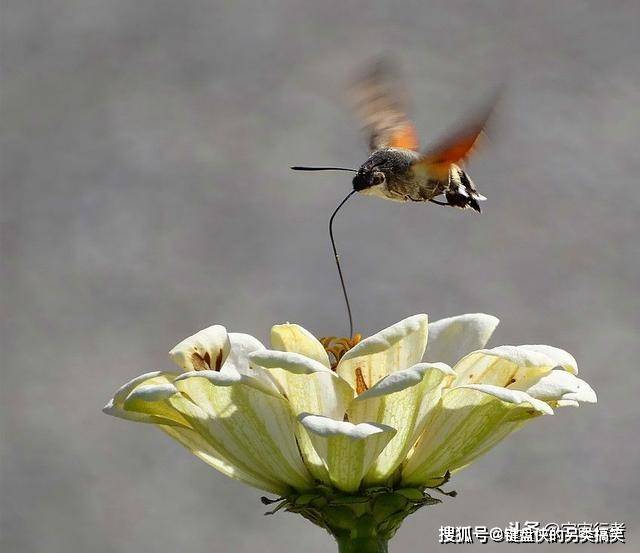 它们是世界最小的鸟,其中一种体型和蜜蜂差不多,还具有独特技能