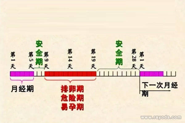 安全期是指上次排卵期结束后到下次排卵期前的一段时间.