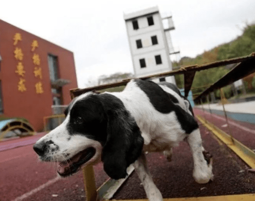 惋惜汶川地震搜救犬冰洁在南京离世留下了不辱使命的传奇故事