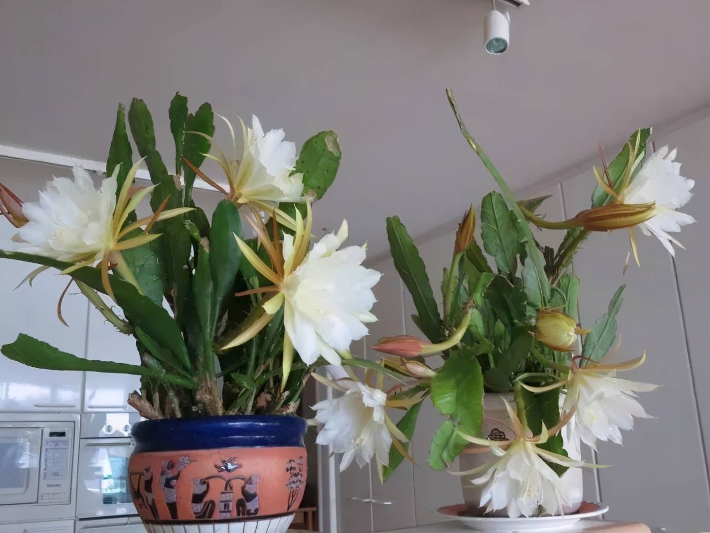 月下美人白昙花,养了8年不开花?做好3点,叶子挂满大白花