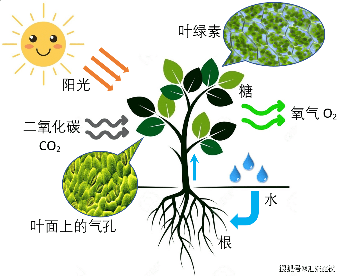 玉米,水稻等农作物通过光合作用固定二氧化碳产生淀粉的成本极低,但