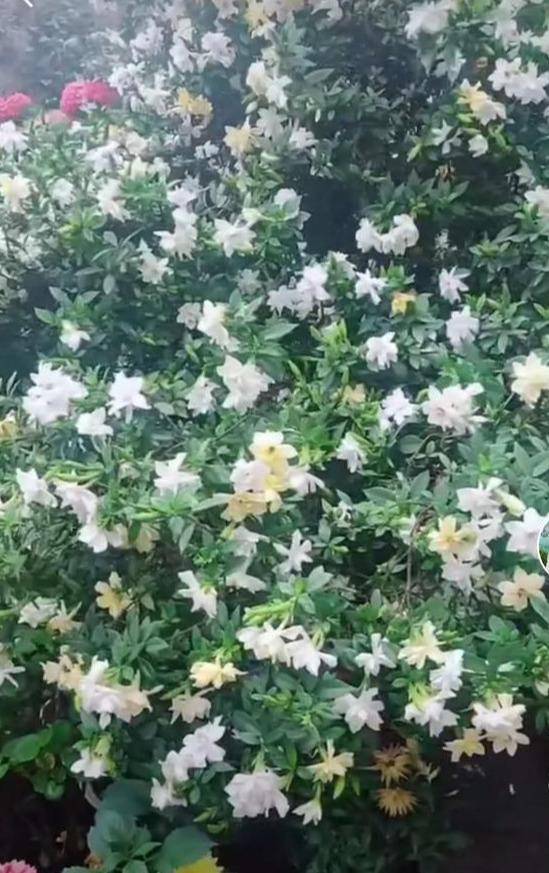 栀子花不怕冷,北方也能养成"大树,花开一万朵,如在仙境间