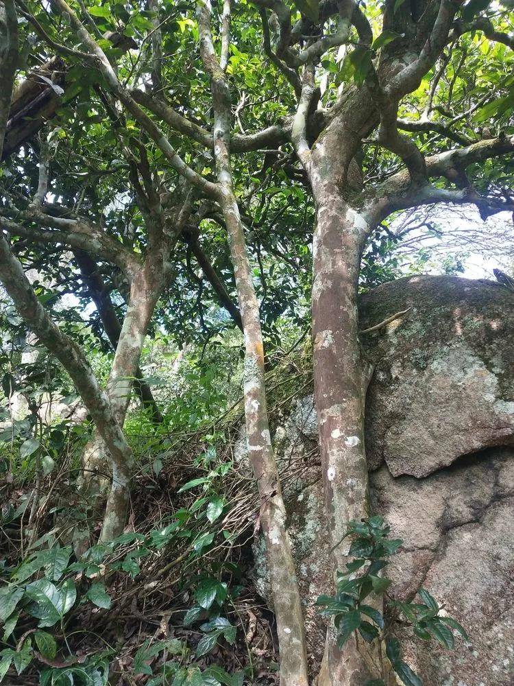 【普洱茶山行】云南西双版纳南糯山古茶山寻茶记一一拔玛寨