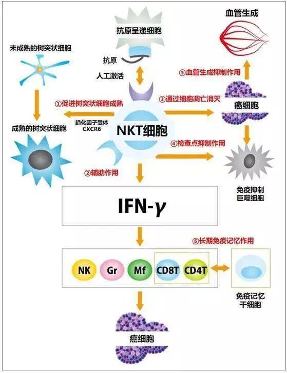 免疫细胞治疗再上热搜风口nkt细胞未来可期