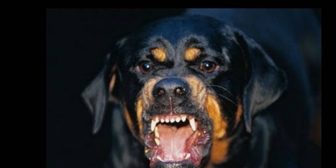 它是世界顶级护卫犬,与中国当红男星,结下了不解之缘