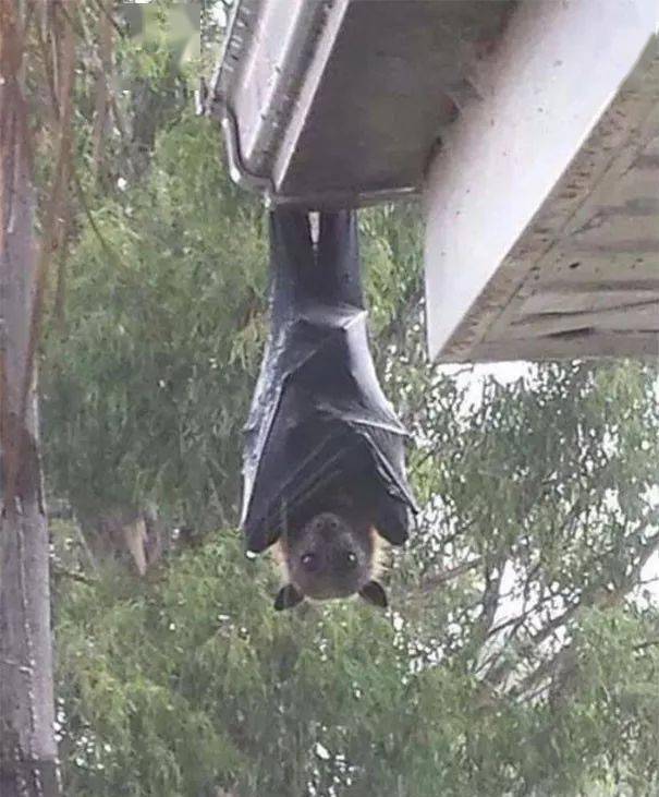 澳洲巨型蝙蝠:翼展近1米,却是正儿八经的素食主义者
