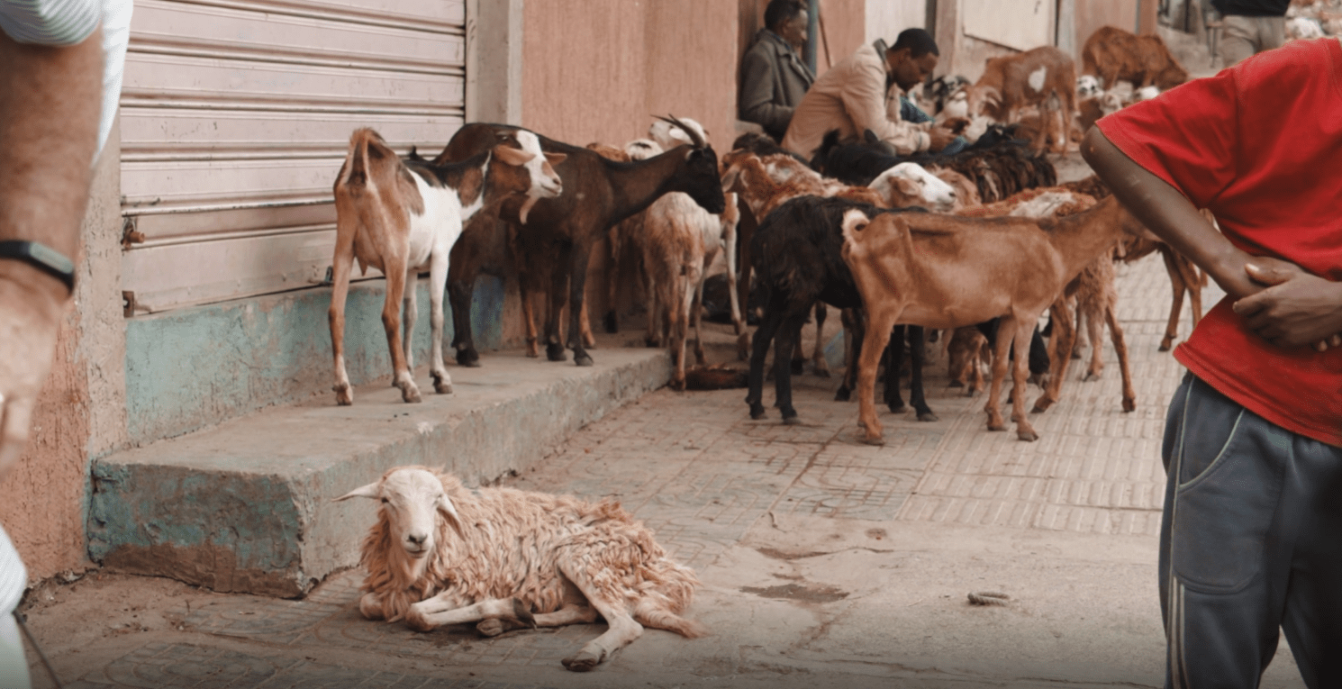 国外野山羊泛滥成灾,为何不捕捉出售,而是选择射杀?