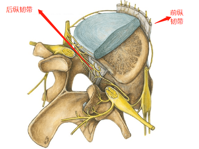 要想了解后纵韧带骨化症,我们先来看看人体的后纵韧带的解剖位置在