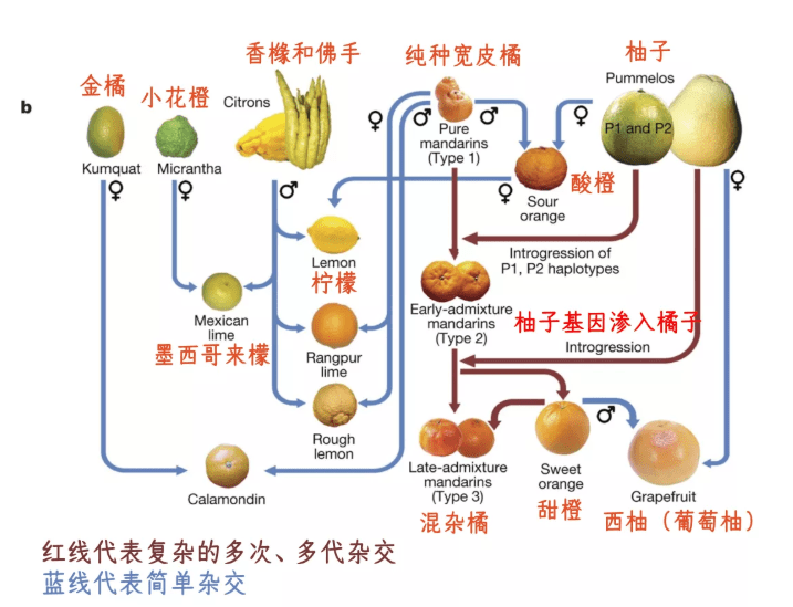 《nature》杂志上的一项研究通过比对基因组数据,展示出了柑橘家族