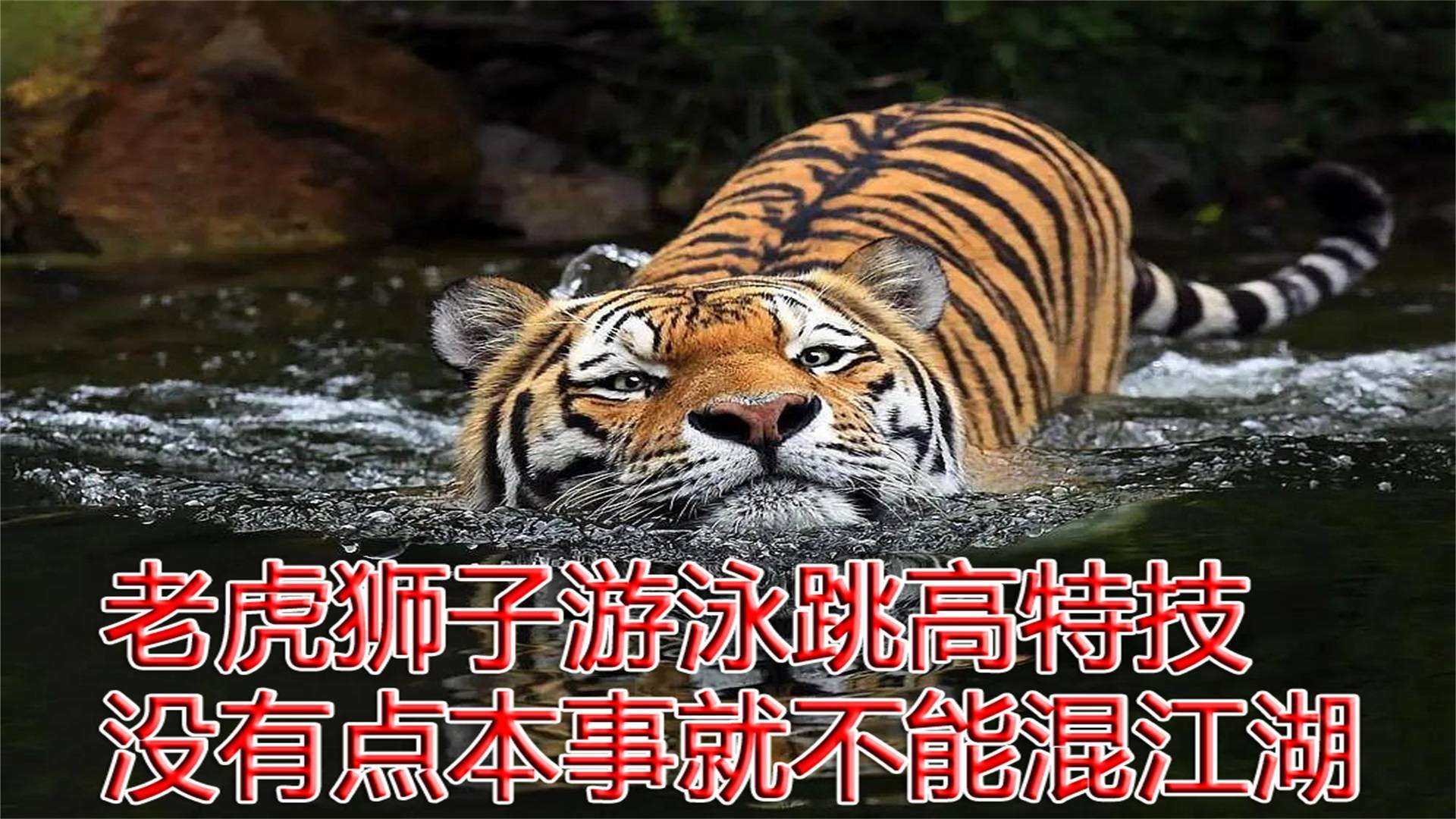 老虎狮子游泳跳高特技没有点本事就不能混江湖