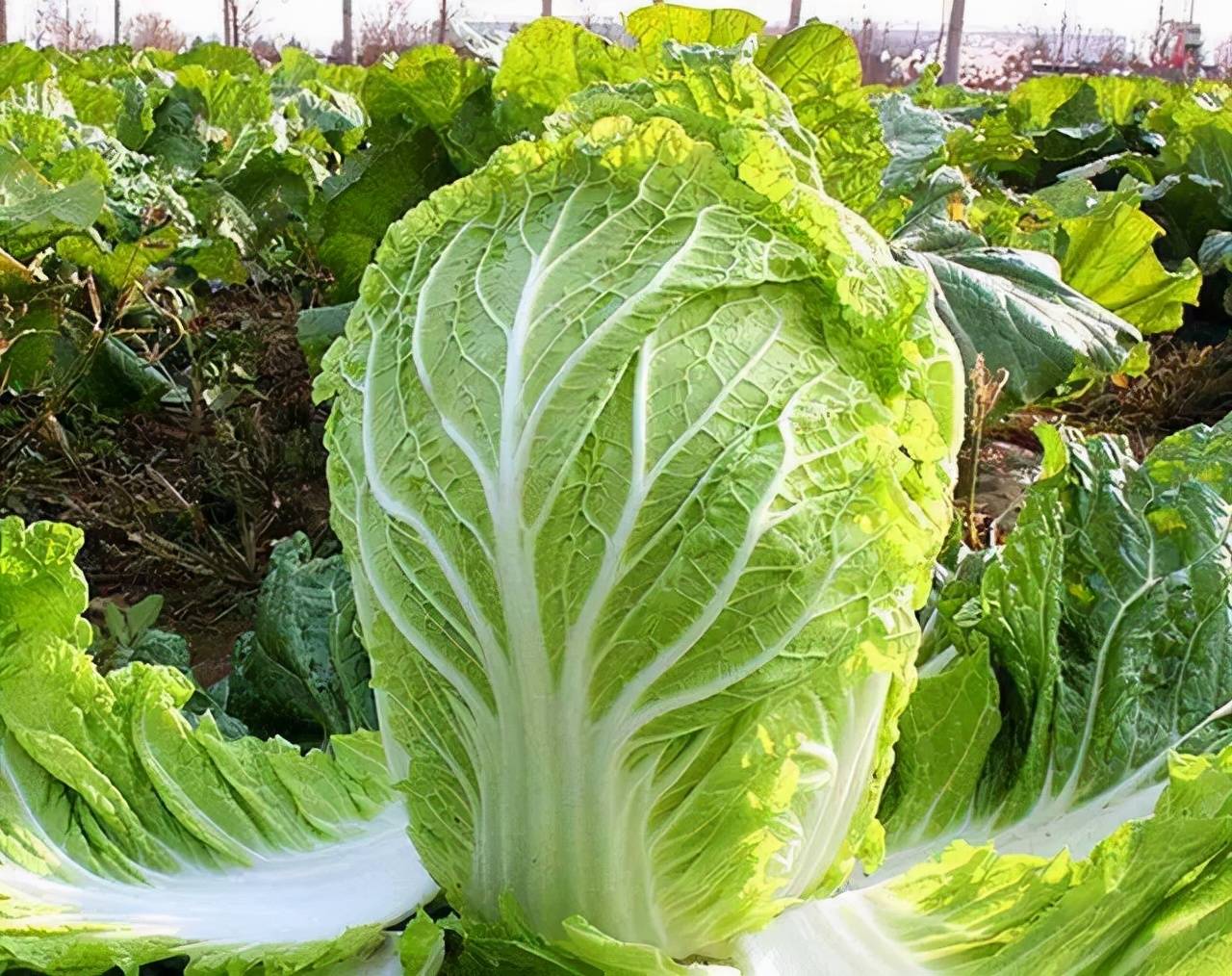 如何防治大白菜黑斑病?