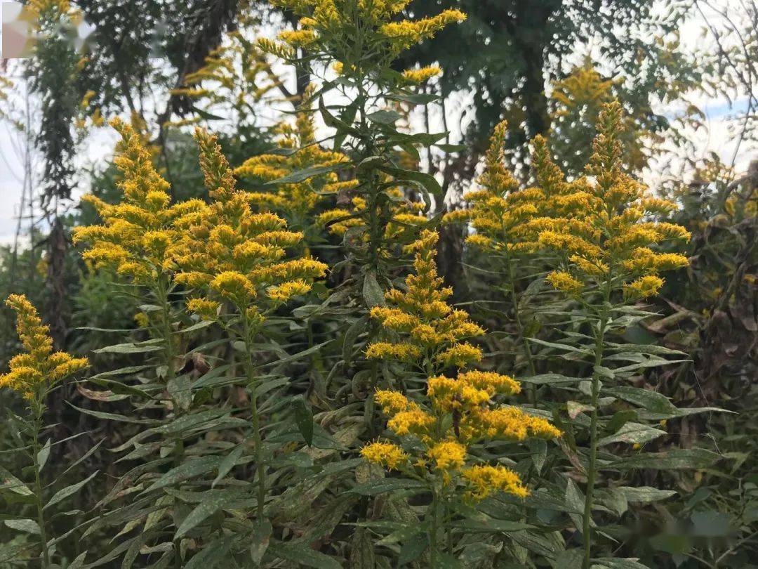 原创一枝黄花惊现武汉从几株蔓延至10多亩市民此花开处百花杀