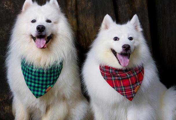 萨摩耶和银狐犬对比,有什么不同?网友:真的不一样_毛发