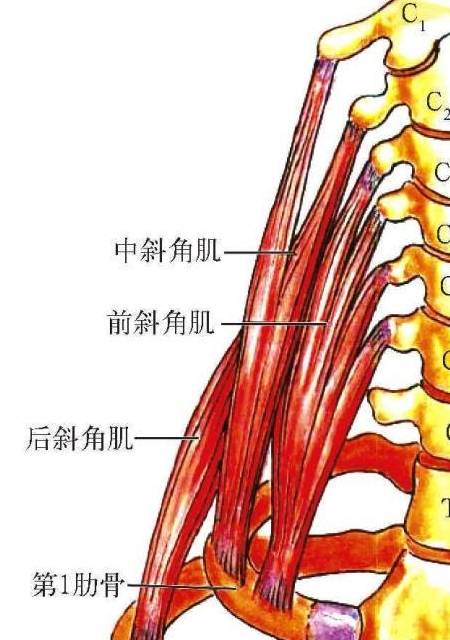 前斜角肌起于第3～6颈椎的横突,止于第1肋骨内缘的斜角肌结节.