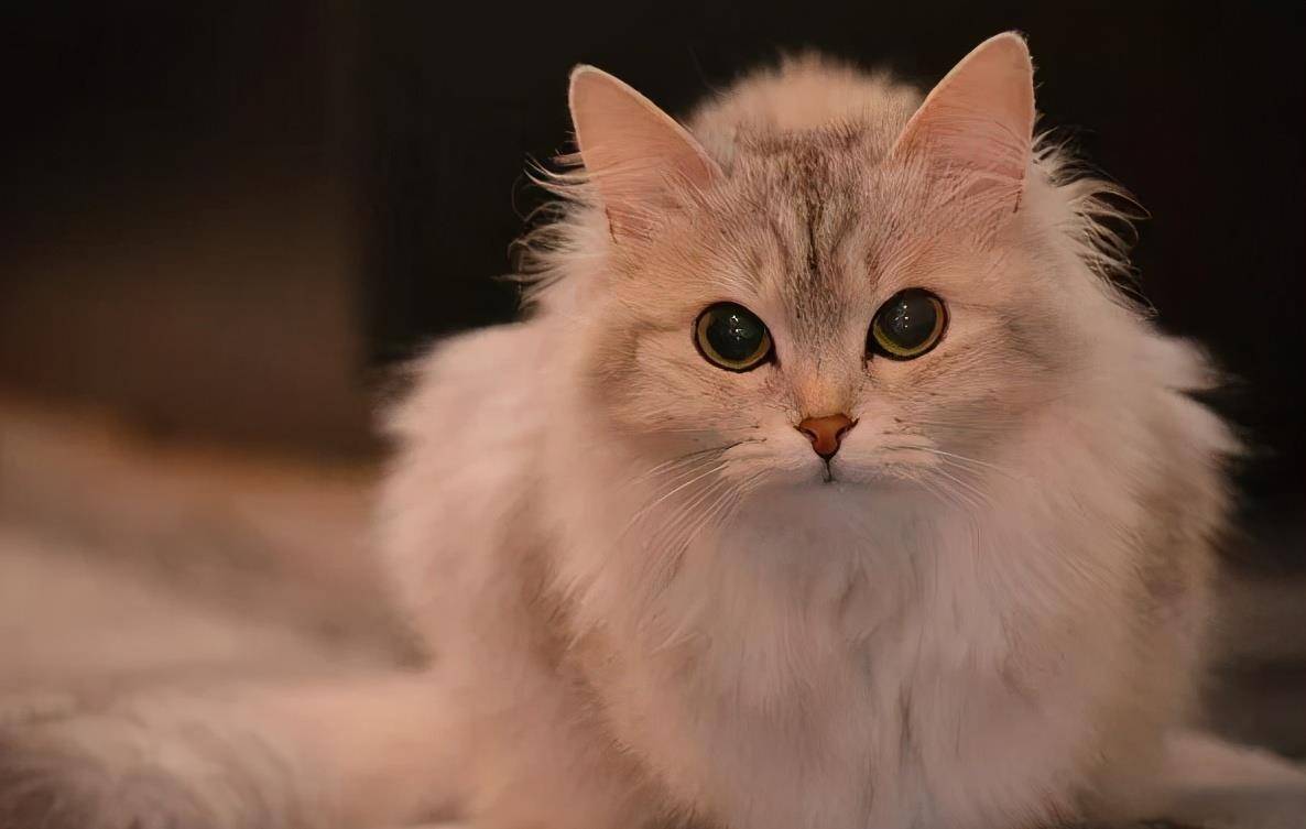 原创猫咪有这几个表现说明它怀孕了主人别傻傻不知道