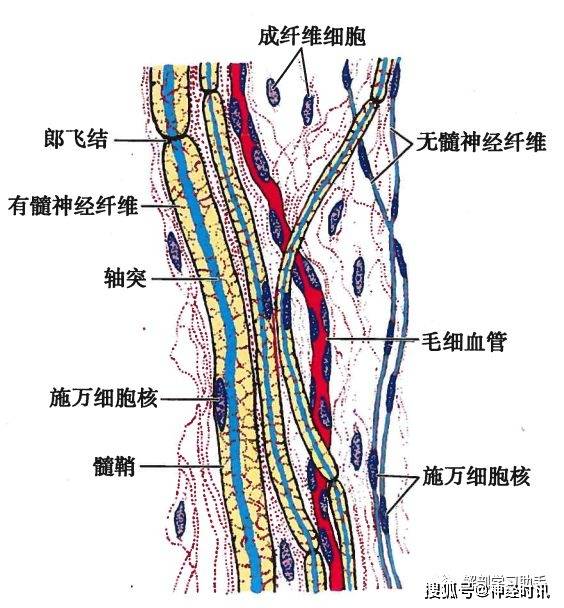 基本组织神经组织知识分享