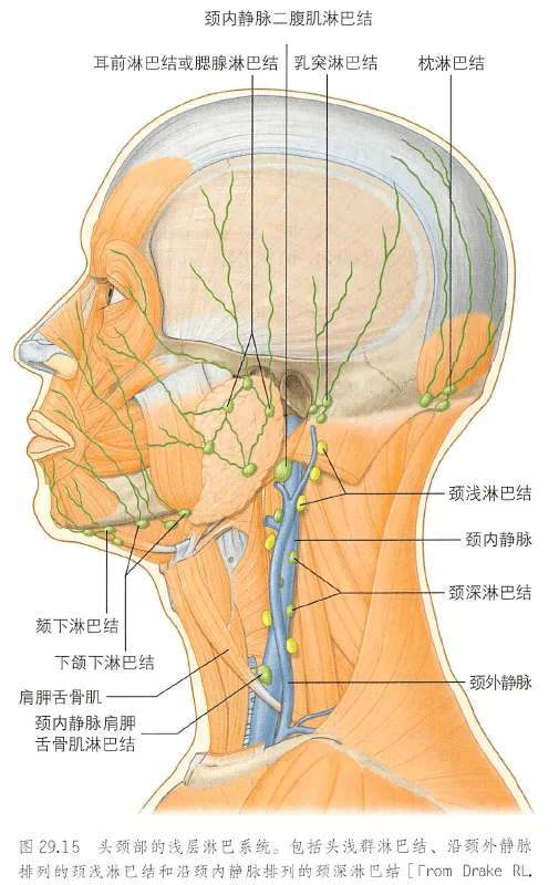 头颈部的浅层淋巴系统