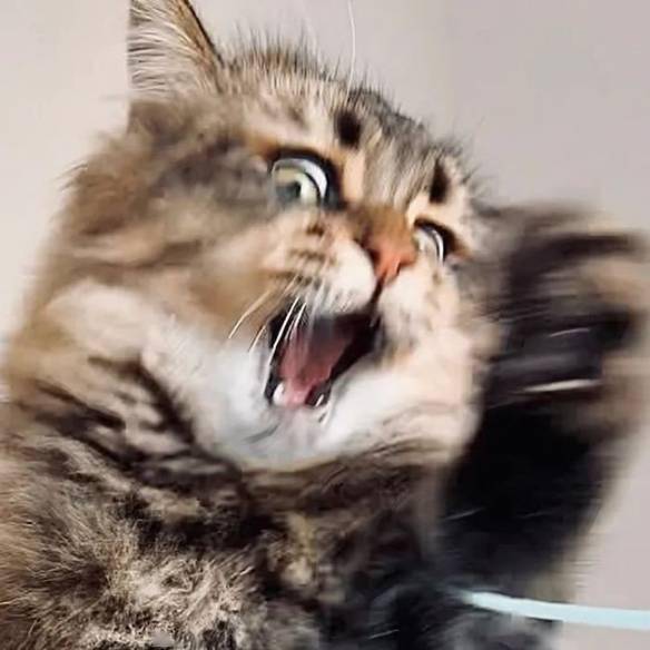 猫颜界的扛把子!