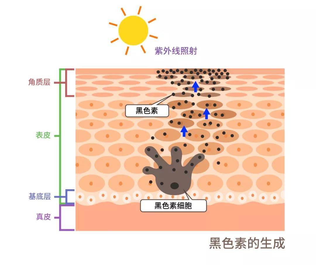 只要方法对,美白又有何难!_皮肤_基因_黑色素