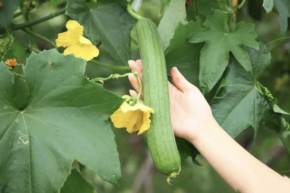 丝瓜烂花的原因,你知道吗?_药剂_解决办法_柱头