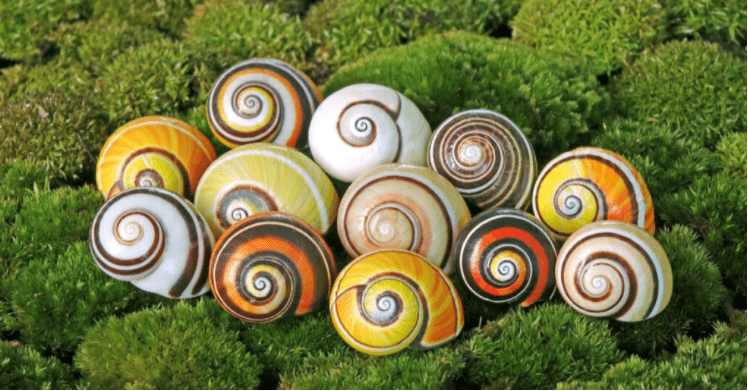 10种最美丽的蜗牛会不会让你改观呢?