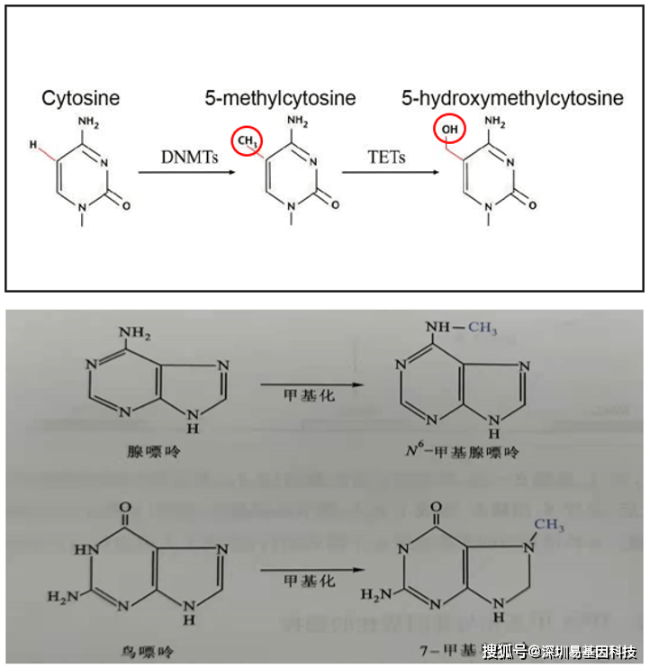 7-甲基鸟嘌呤(7-mg)n6-甲基腺嘌呤(n6-ma:在细菌,藻类及动植物基因组