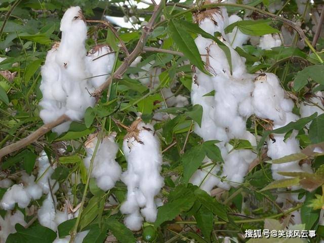 原创棉花的家族有这些品种不仅有普通棉花还有一种树棉不多见